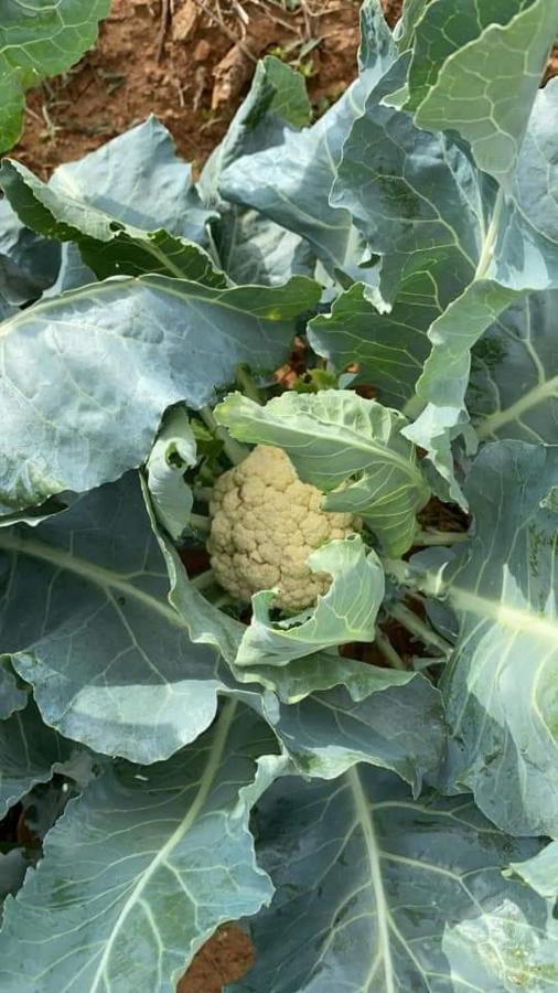 Masseria Agriturismo Il Sorriso Degli Ulivi - Dimora Di Charme غالّيبولي المظهر الخارجي الصورة