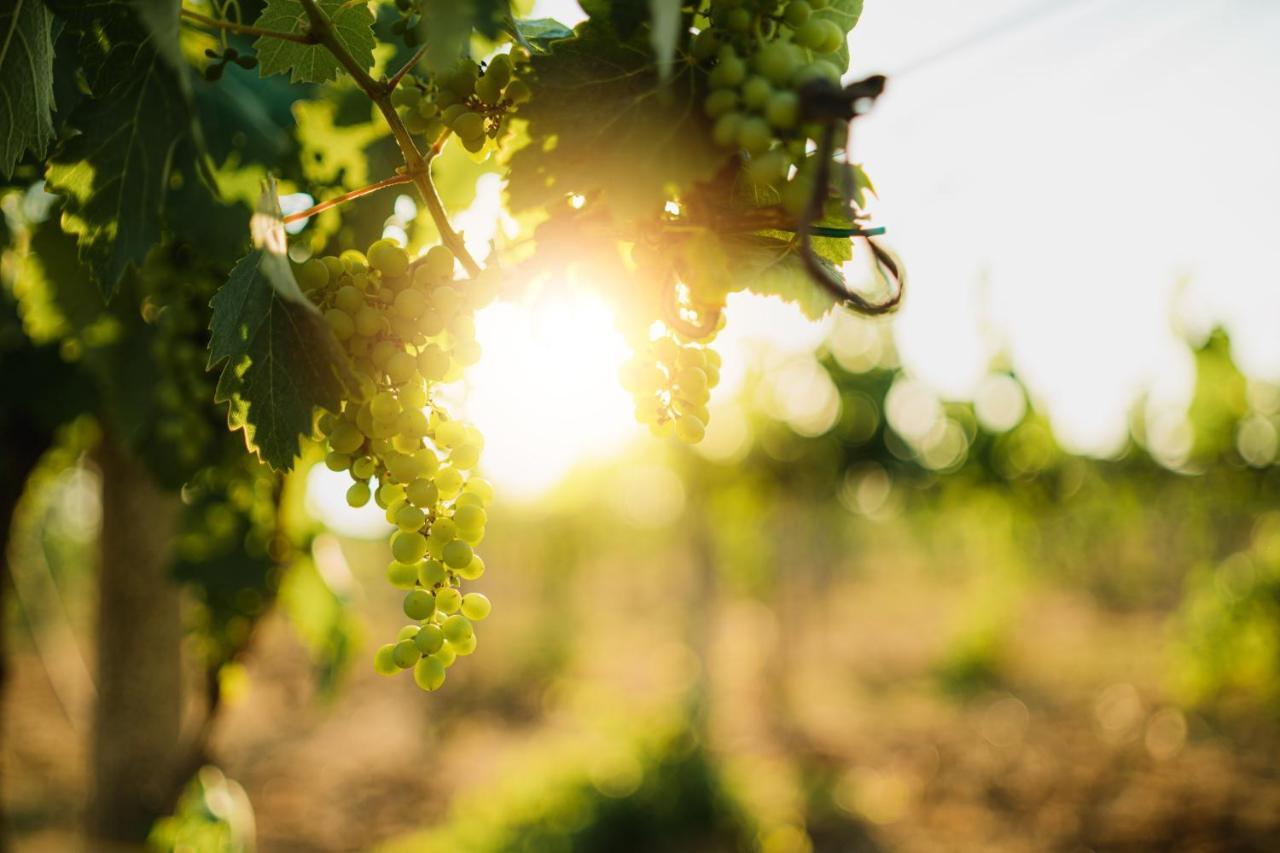 Masseria Agriturismo Il Sorriso Degli Ulivi - Dimora Di Charme غالّيبولي المظهر الخارجي الصورة