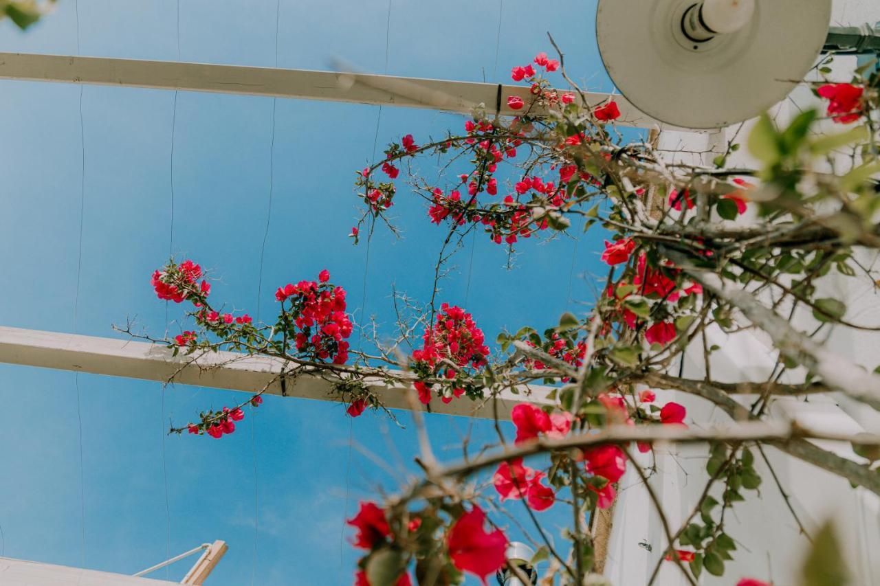Masseria Agriturismo Il Sorriso Degli Ulivi - Dimora Di Charme غالّيبولي المظهر الخارجي الصورة