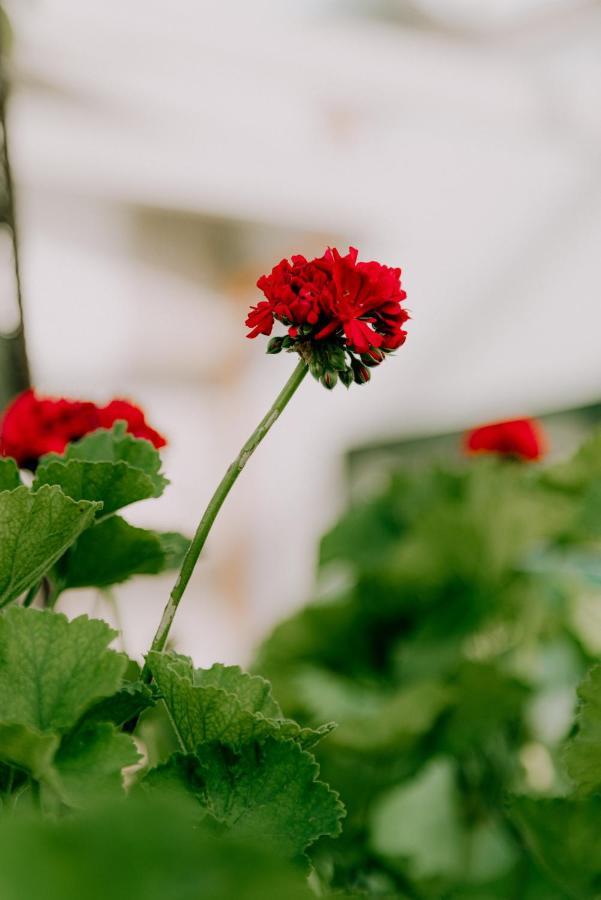 Masseria Agriturismo Il Sorriso Degli Ulivi - Dimora Di Charme غالّيبولي المظهر الخارجي الصورة