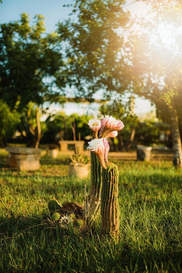 Masseria Agriturismo Il Sorriso Degli Ulivi - Dimora Di Charme غالّيبولي المظهر الخارجي الصورة